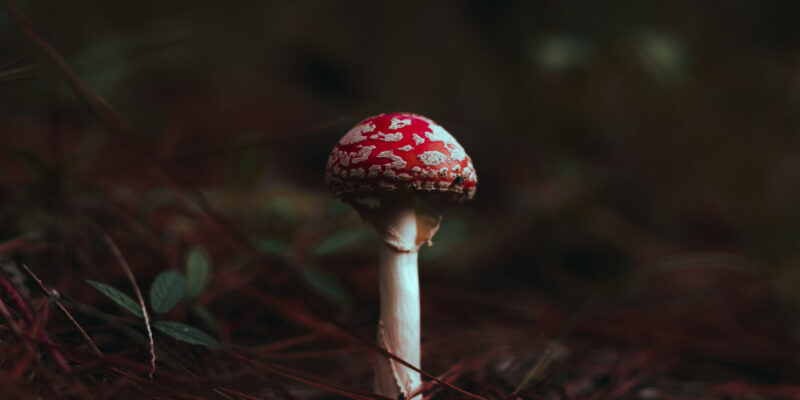 magical mushrooms near me