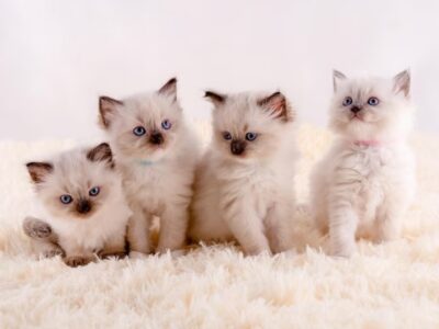 Kittens For Sale Near Me
